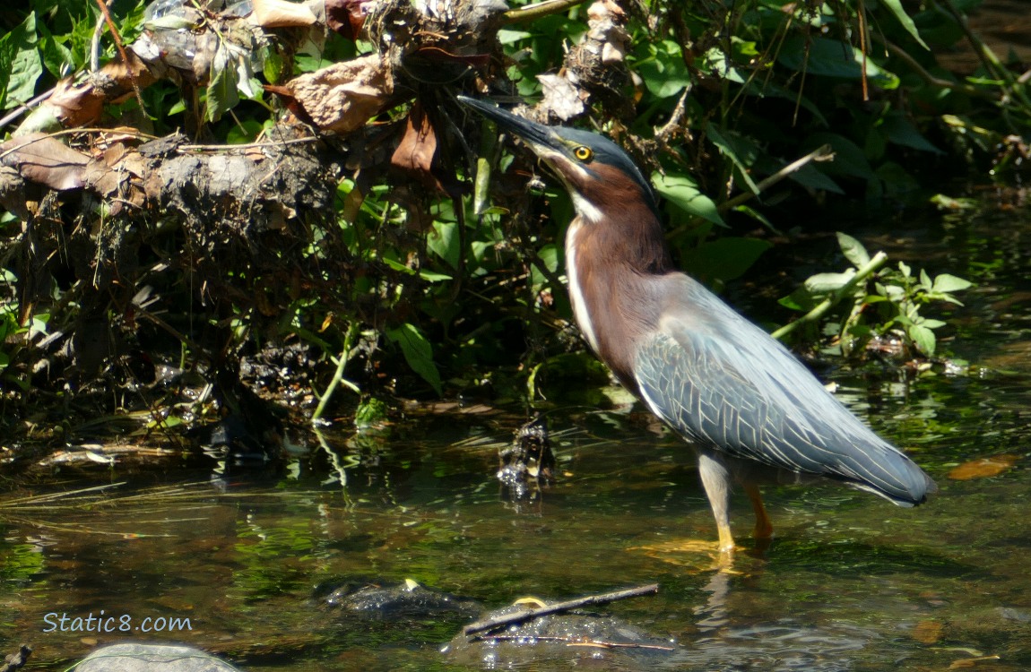 Green Heron hunting near the bank of the creek