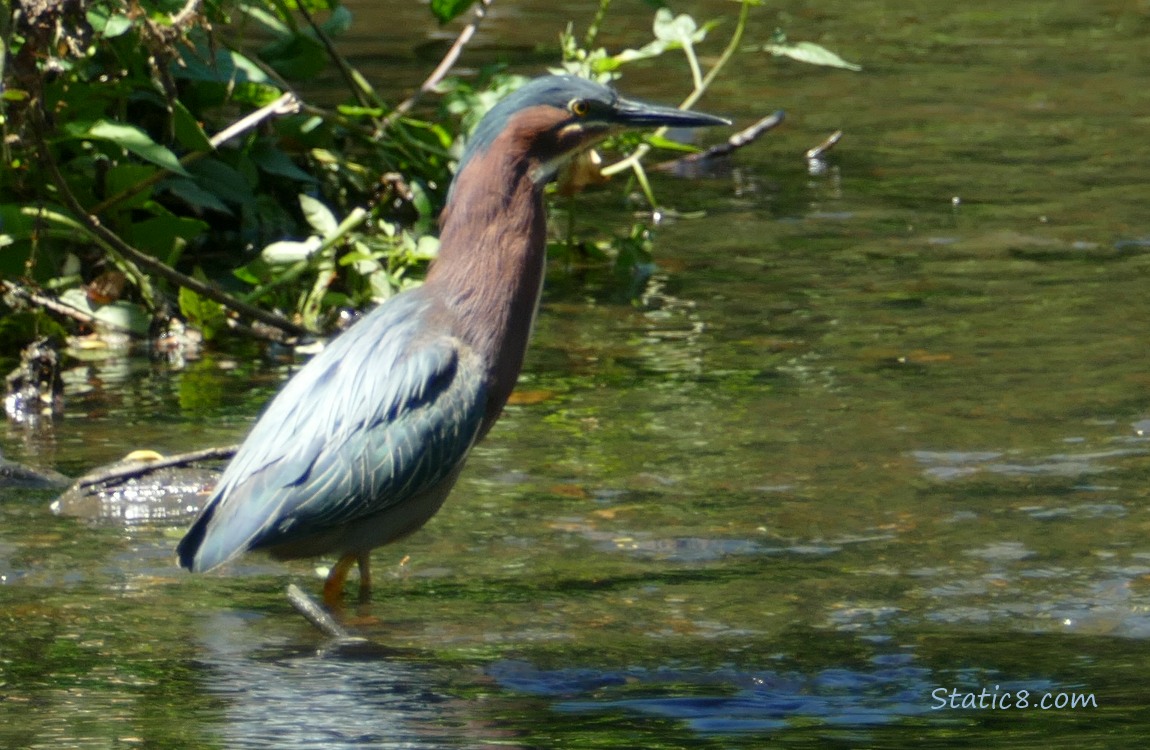 Green Heron walking in shallow water