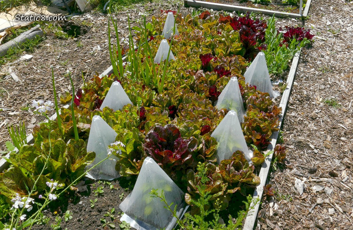 Garden plot