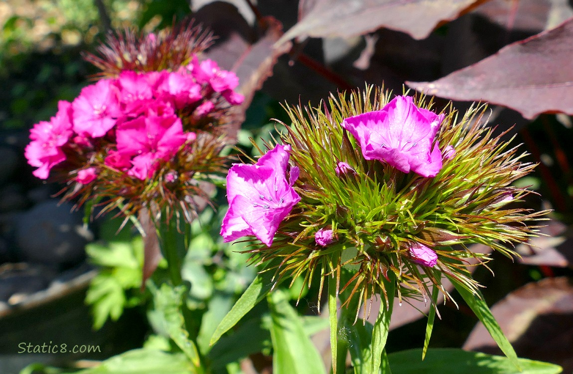 Garden pink blooms