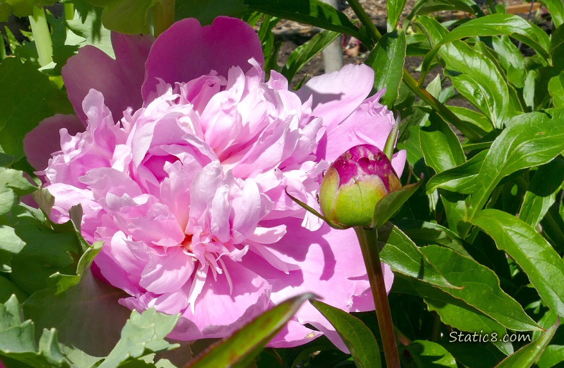 Pink peony bloom surrounded by green leaves
