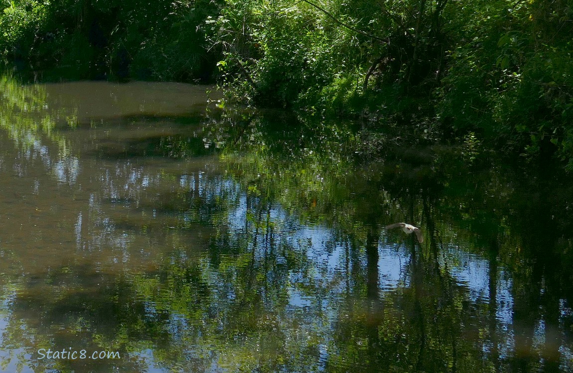 Looking over the water of the creek