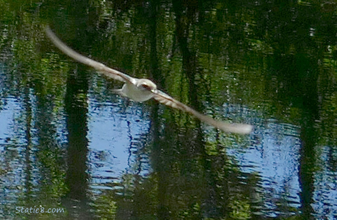 Violet Green Swallow flying