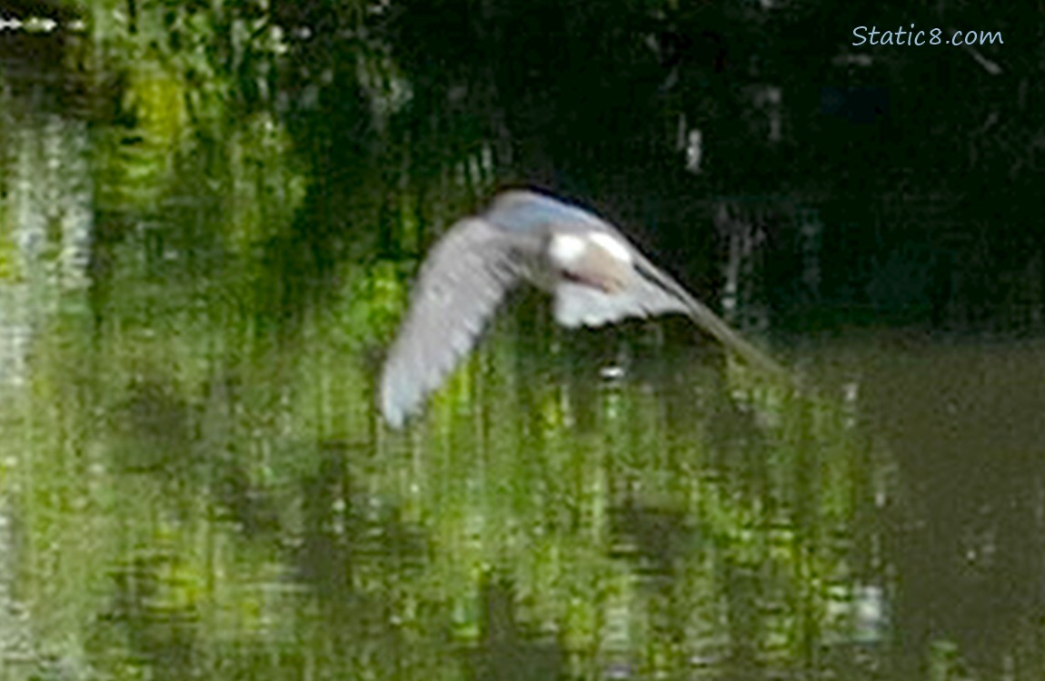 Violet Green Swallow flying away