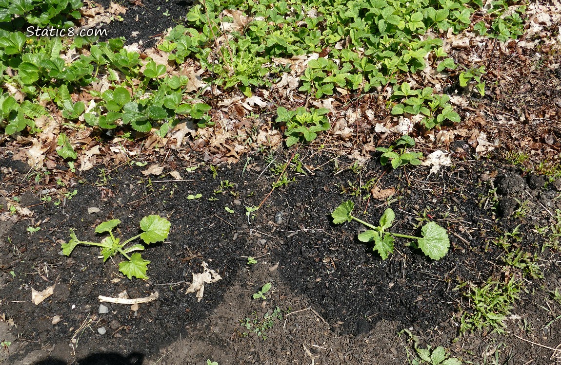 Zucchini plants growing in the dirt with Strawberry plants behind them