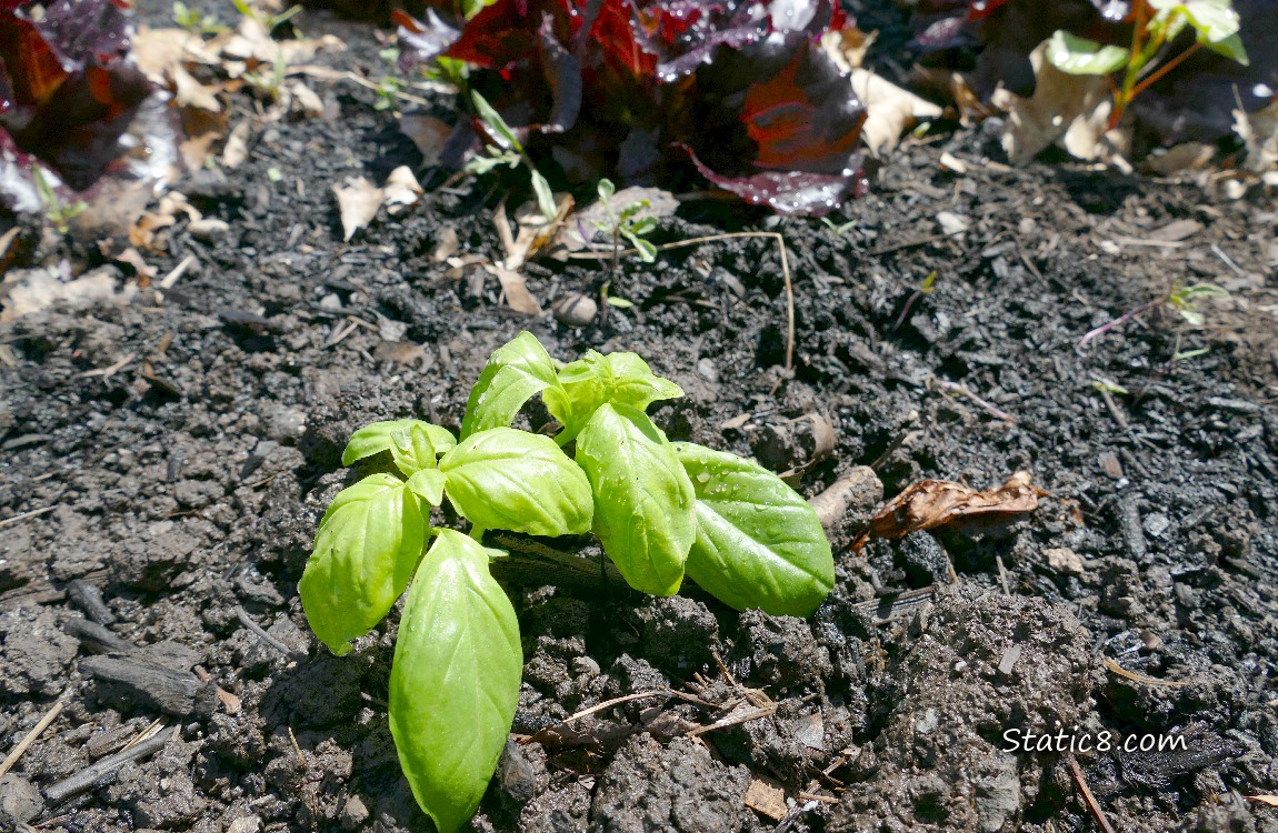 Basil seedlings growing in the dirt