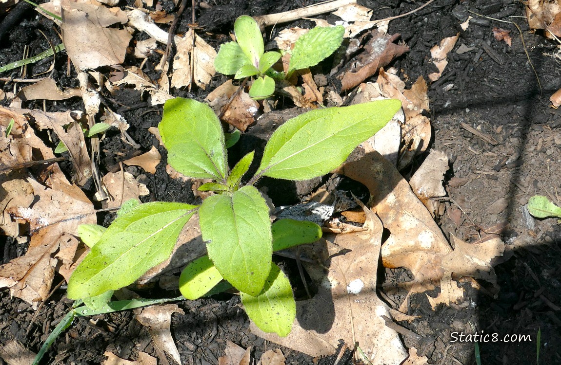 Small sunflower plants growing in the dirt