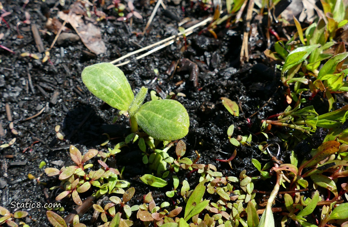 Squash seedling growing next to some Smartweed