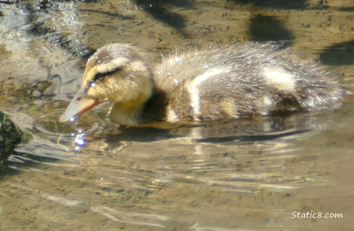 Duckling paddling in shallow water