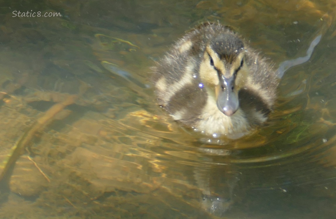 Duckling paddling in shallow water