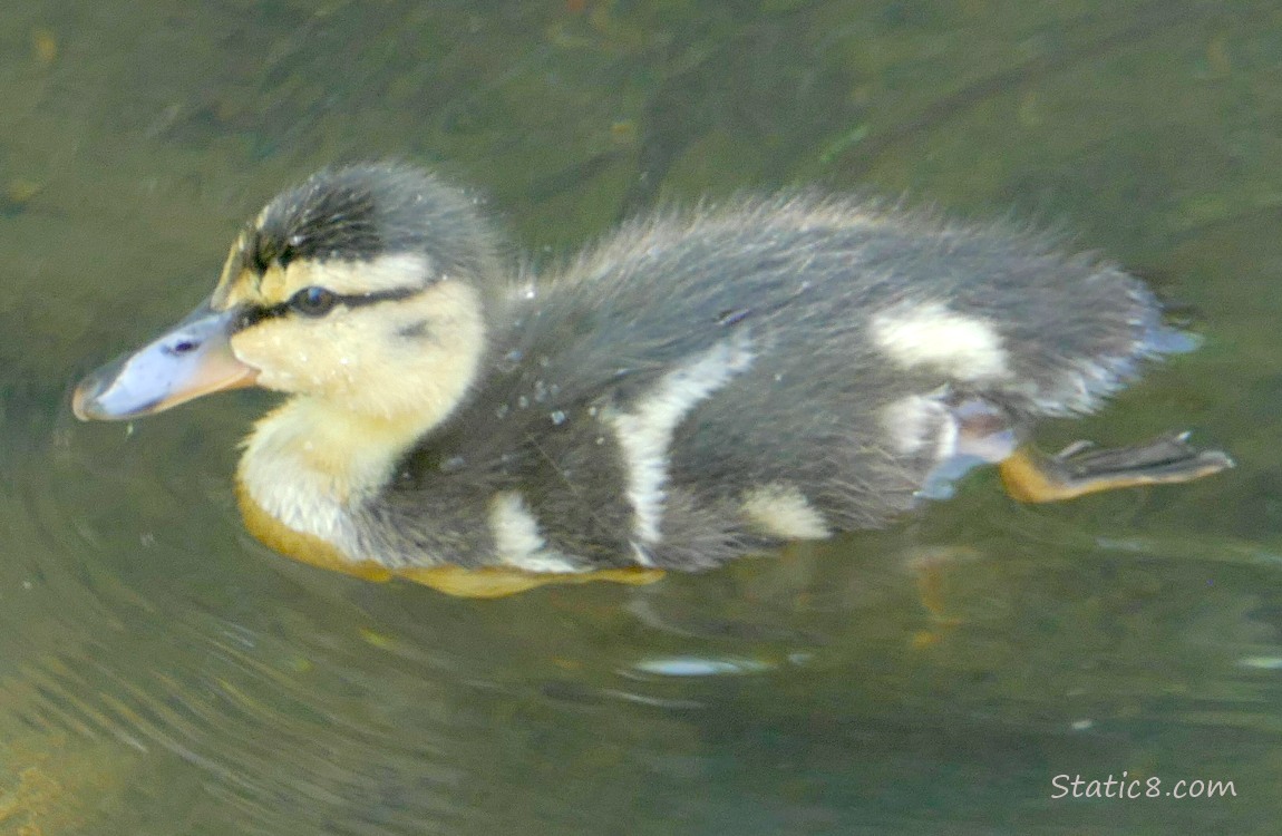 Duckling paddling on water