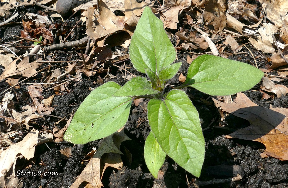 Small Sunflower plant growing in the dirt