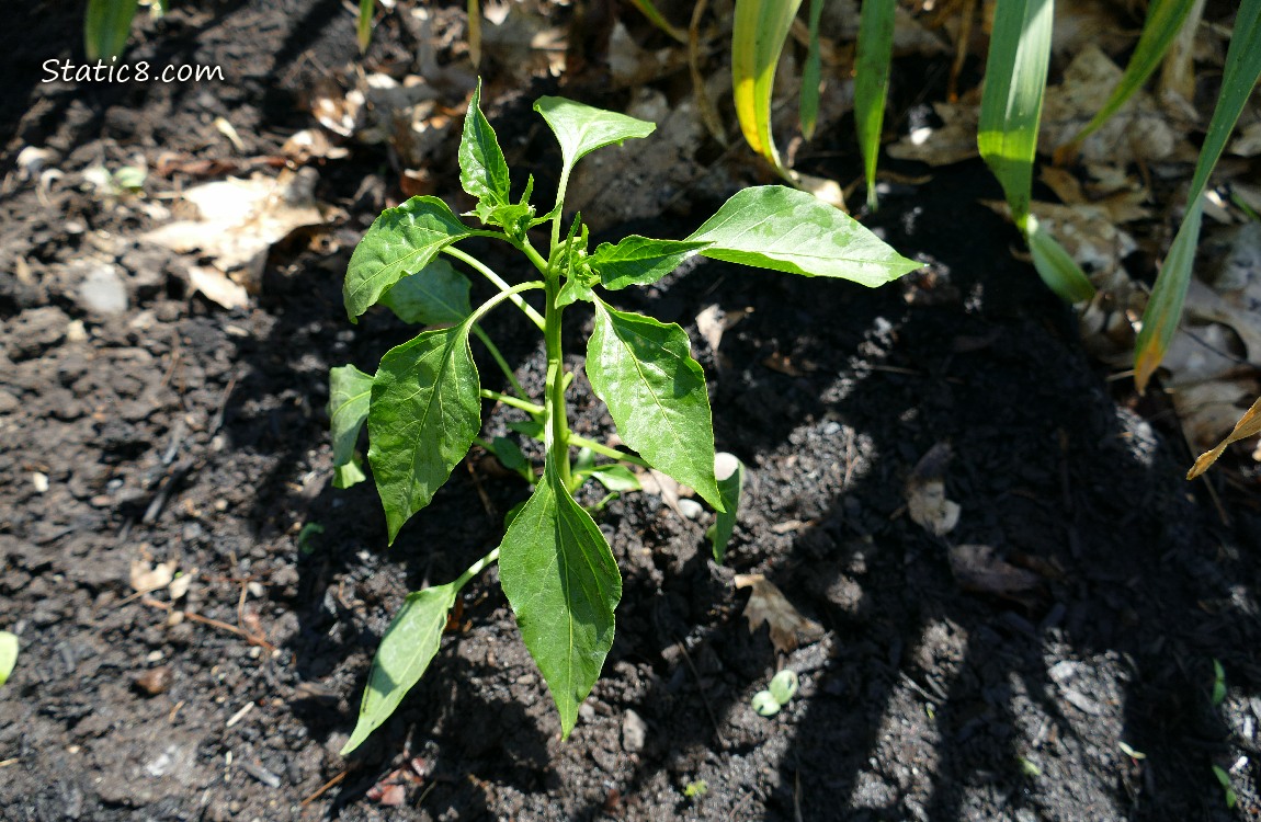 Pepper plant growing in the dirt