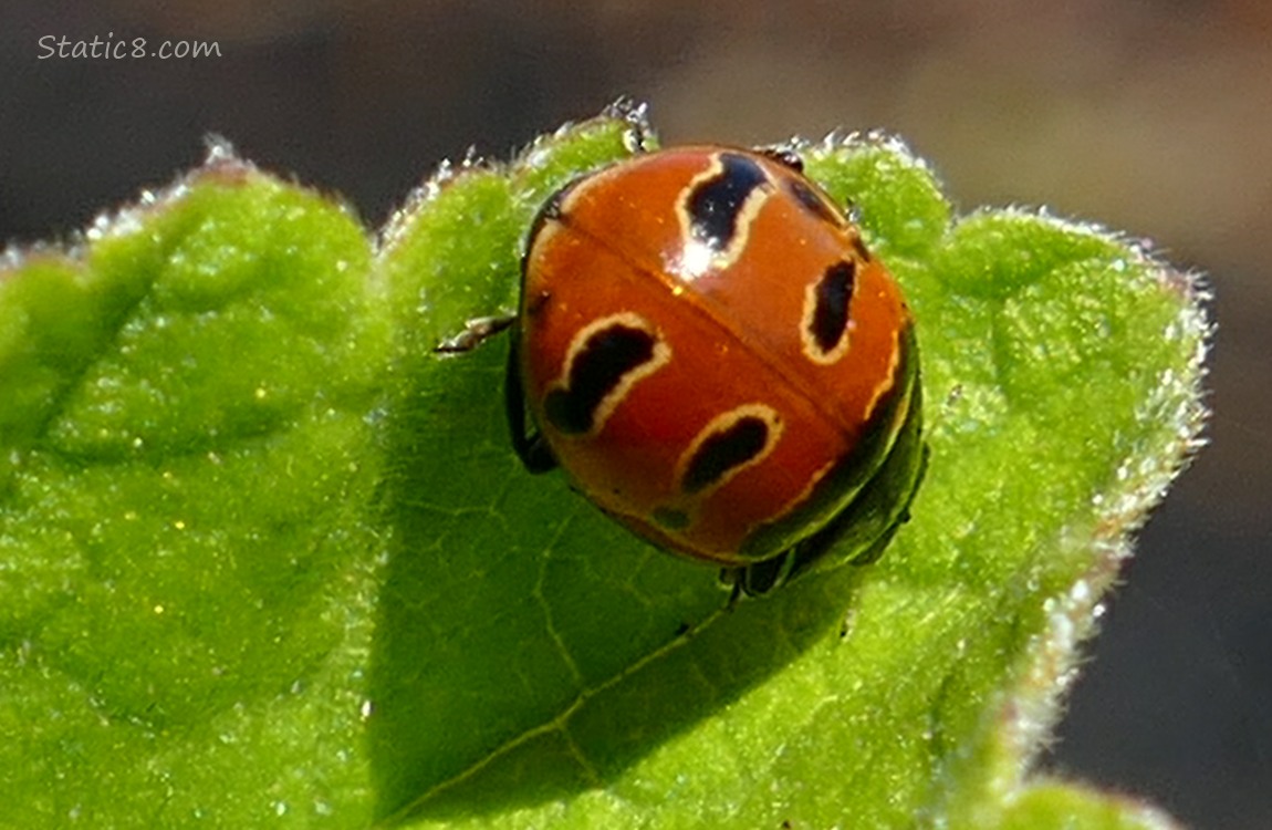 Ladybug on a green leaf