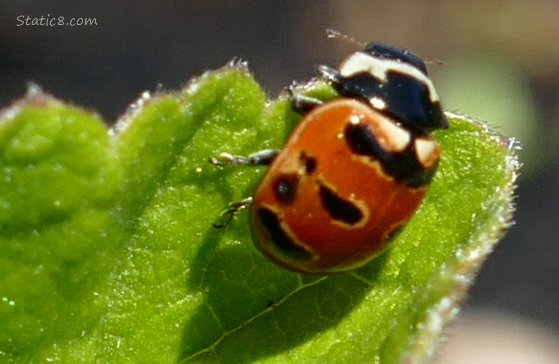 Ladybuy on a green leaf