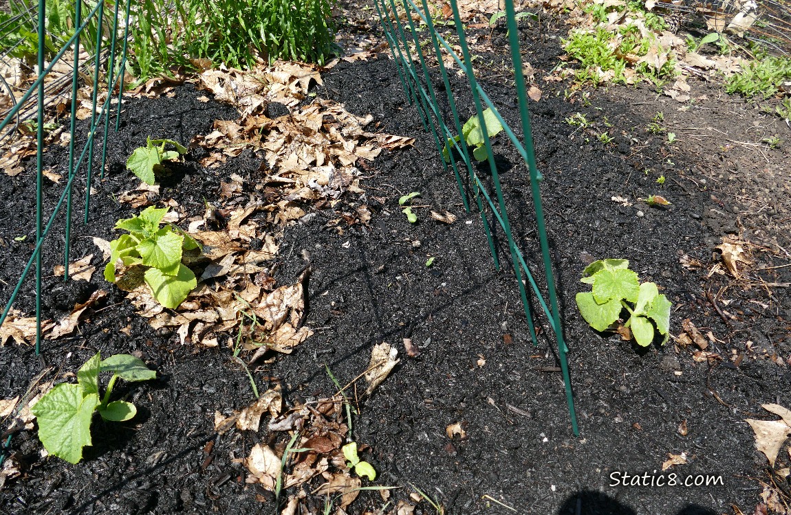 Small Cucumber plants growing under a wire trellis