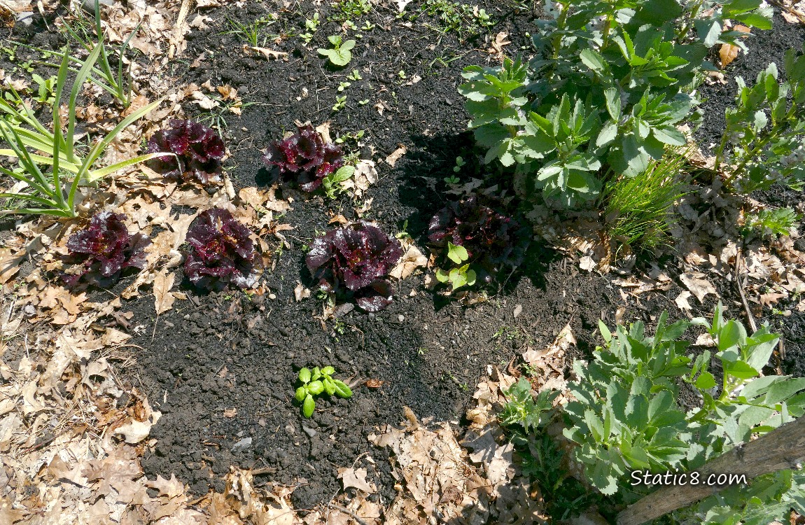 Lettuce patch