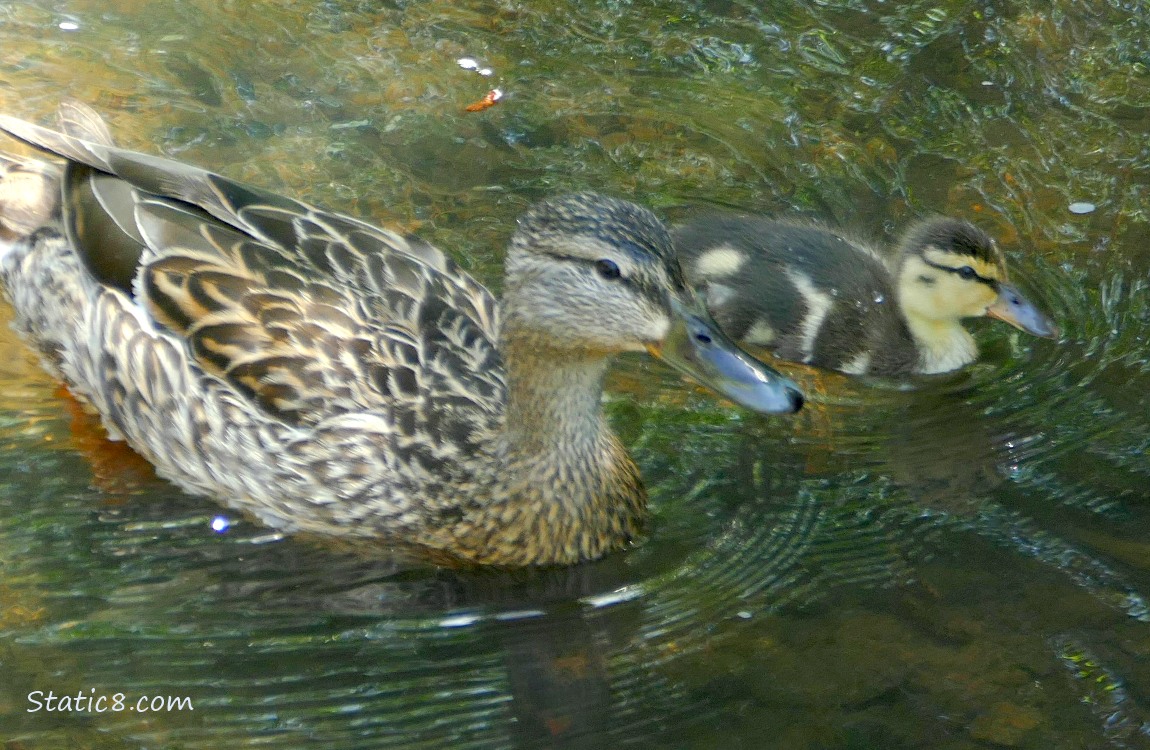 Mama Mallard with her baby paddling on the water