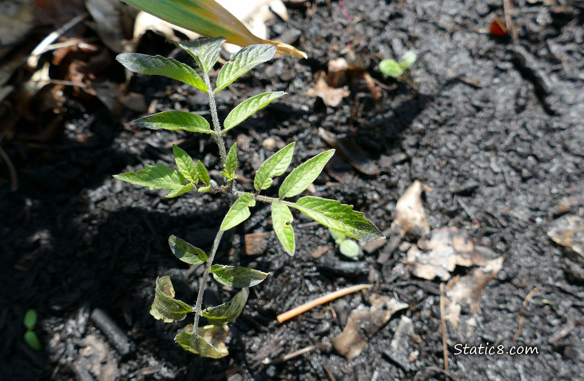 Small tomato plant growing in the dirt