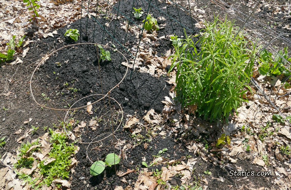Garden plot