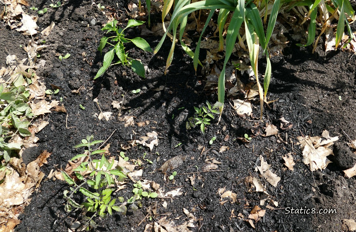 Garden plot