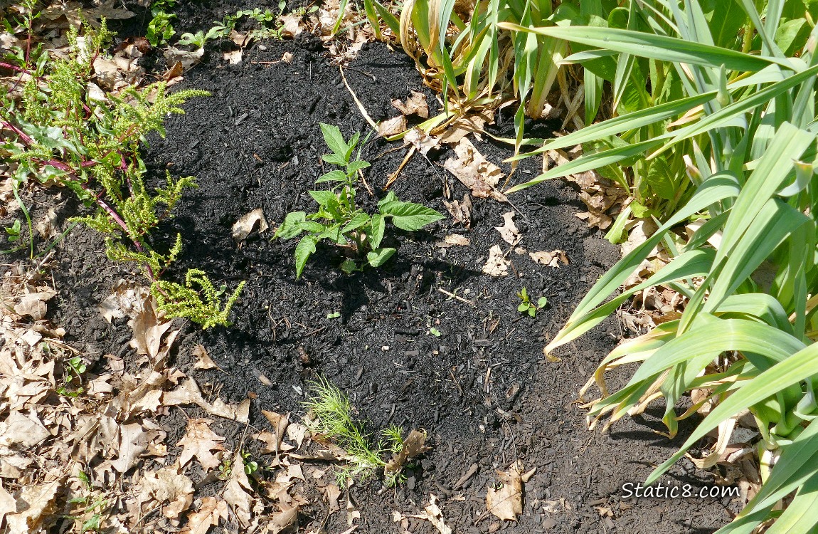 Tomato plant with flowering beet, garlic and small Love-Mist
