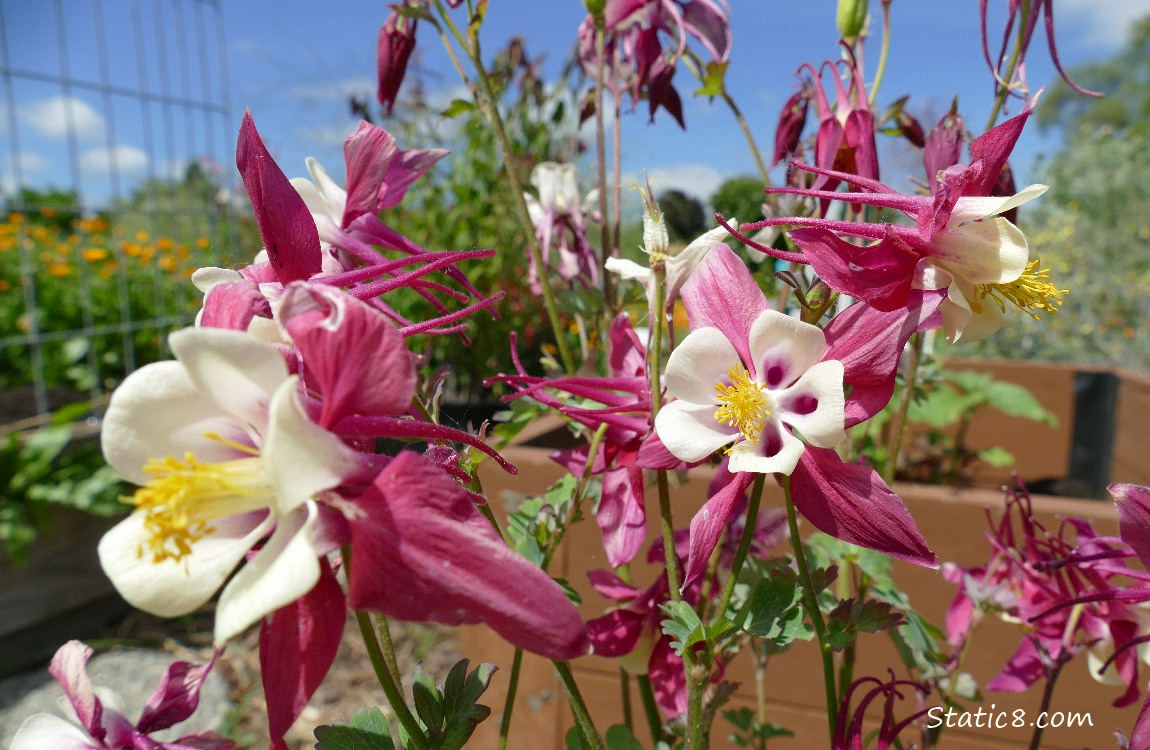 Pink and white bicolour Columbine blooms under a blue sky