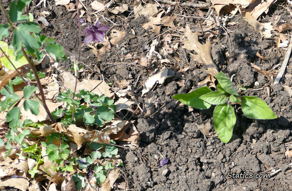 Small sunflower growing in the dirt