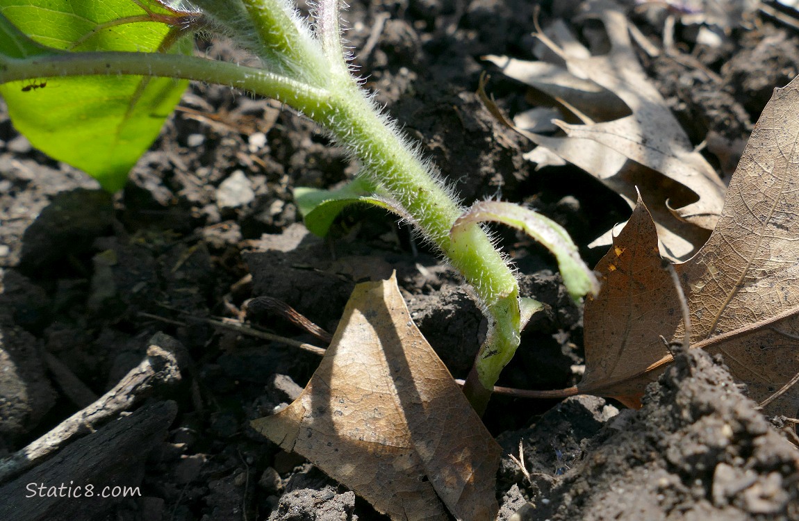Broken stem of a small sunflower plant