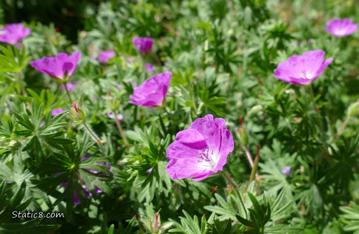 Purple Geranium blooms