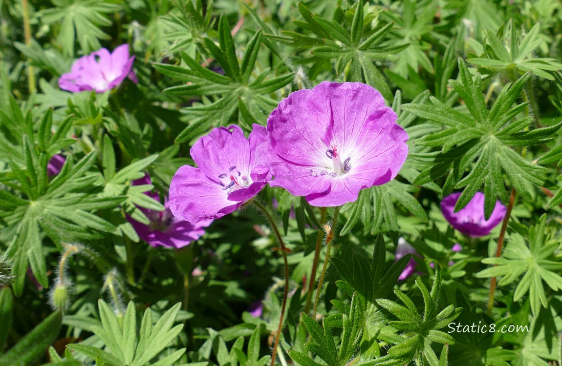 Purple Geranium blooms