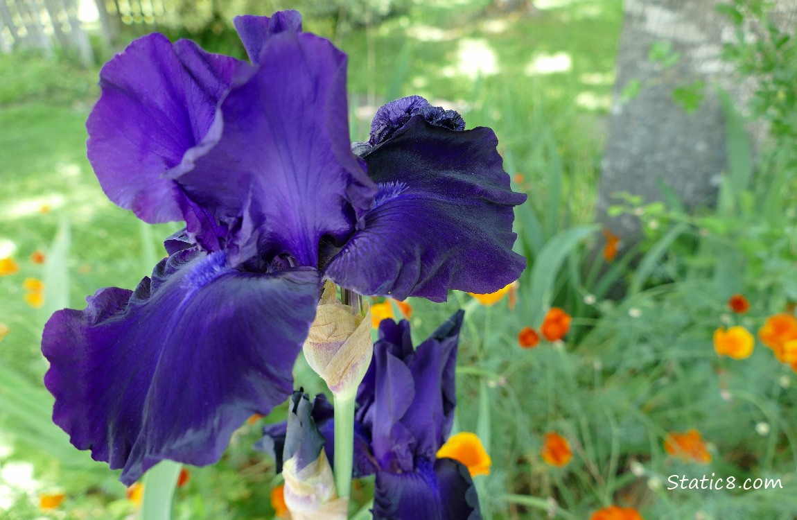 Purple Iris bloom with California Poppies