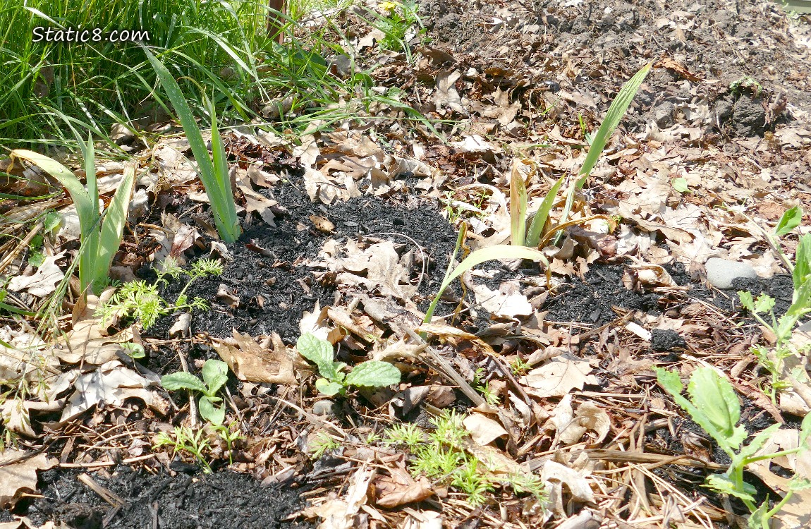 Leaves of small irises growing in the dirt