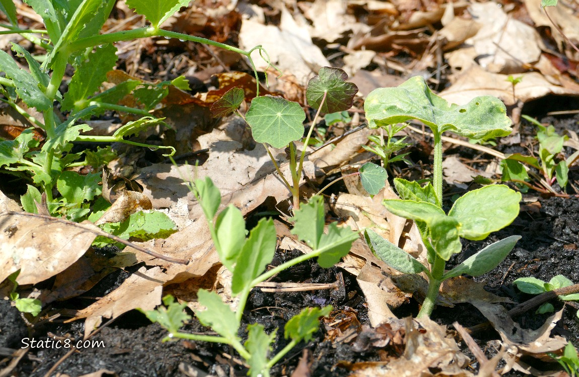 Pea plants, Nasturtium seedling and a small squash