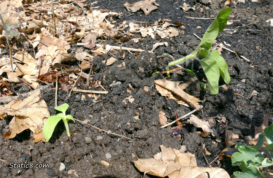 Sunflower seedling next to a broken stem sunflower