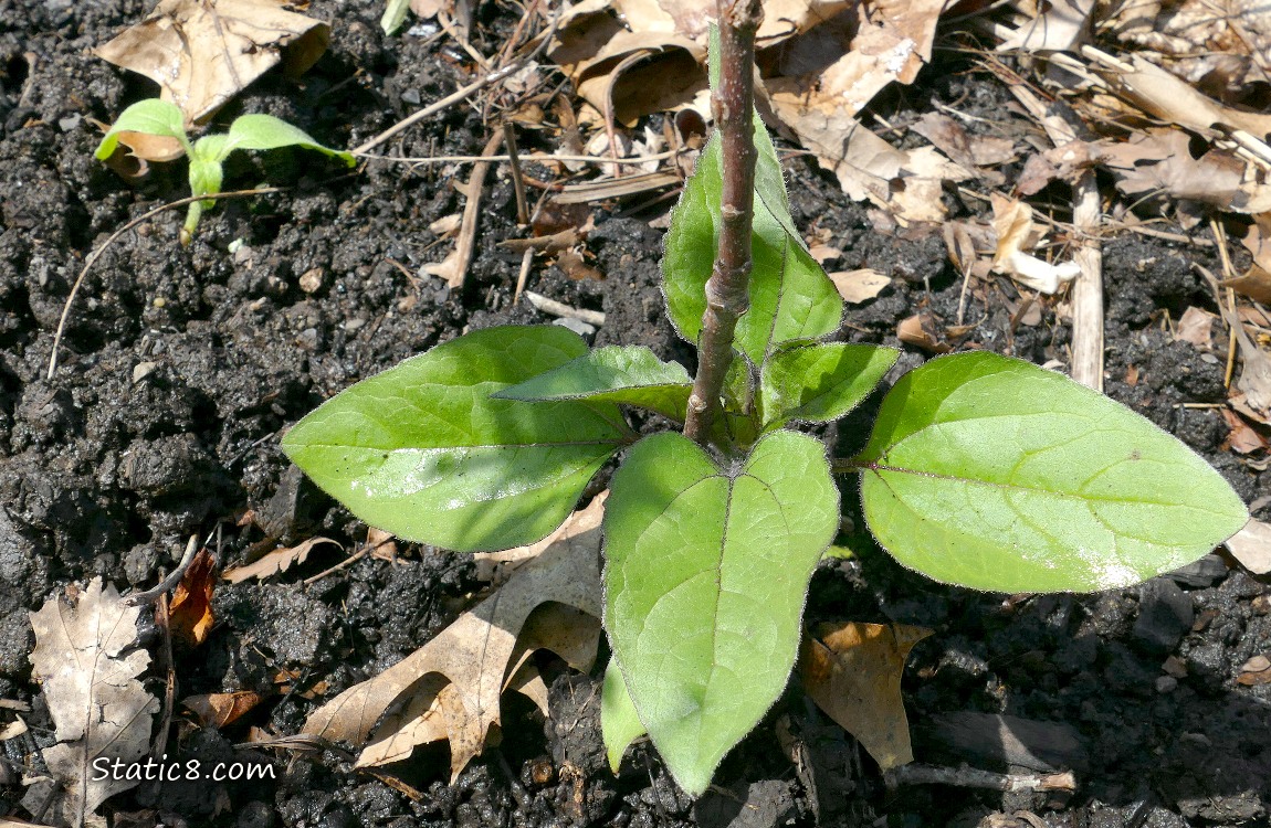 Sunflower seedlings growing in the dirt