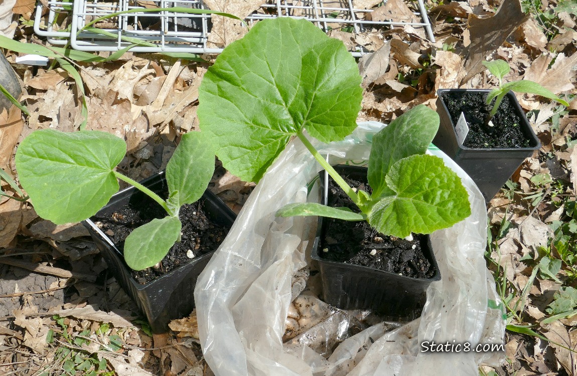 Veggie starts in black pots on the ground