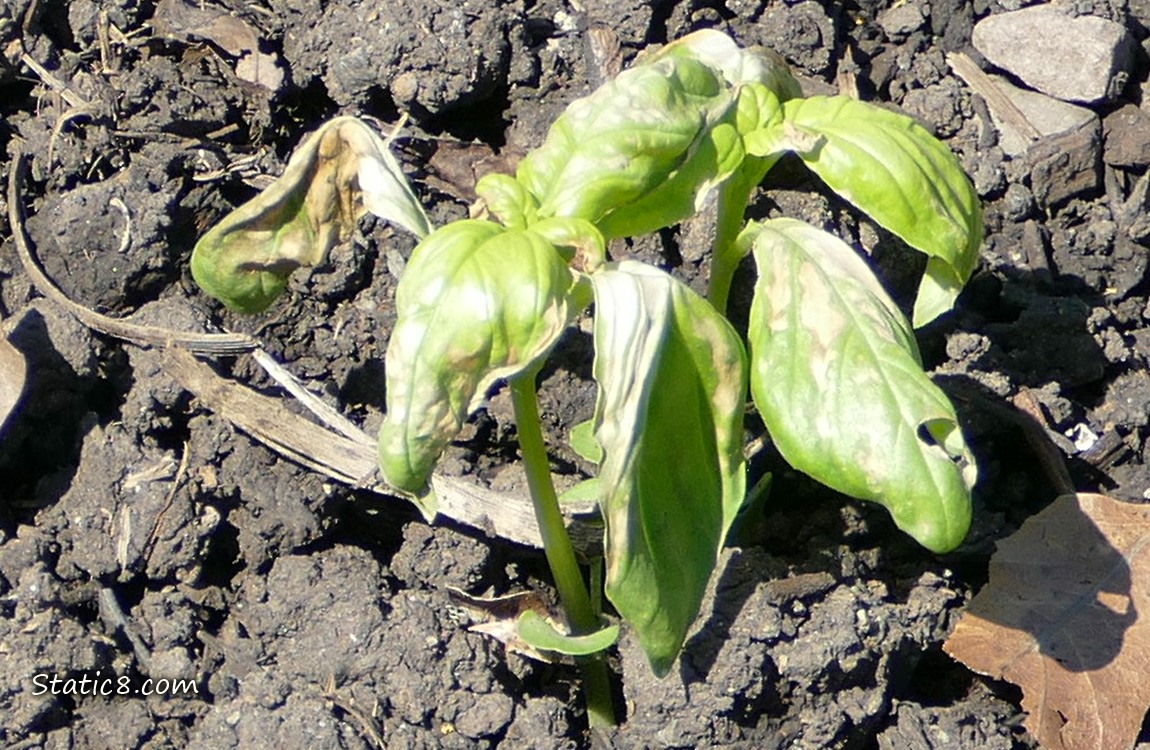 Basil seedlings with dying leaves