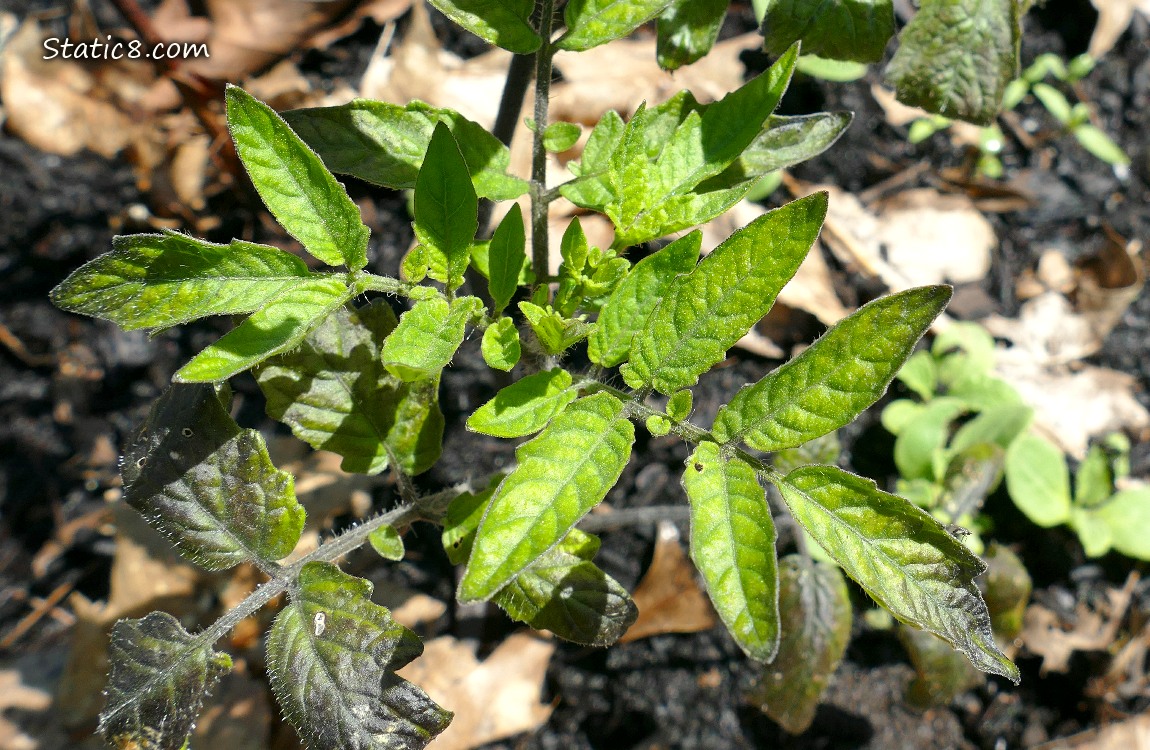 Tomato plant leaves