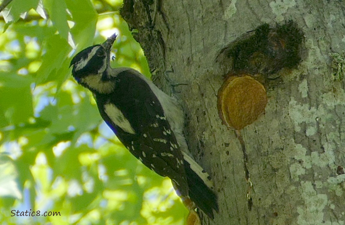 Downy Woodpecker standing next to the nest hole