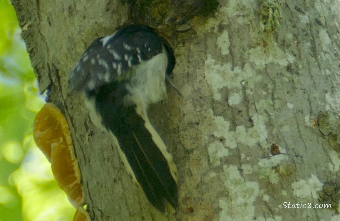 Downy Woodpeckers back end sticking out of the nest hole