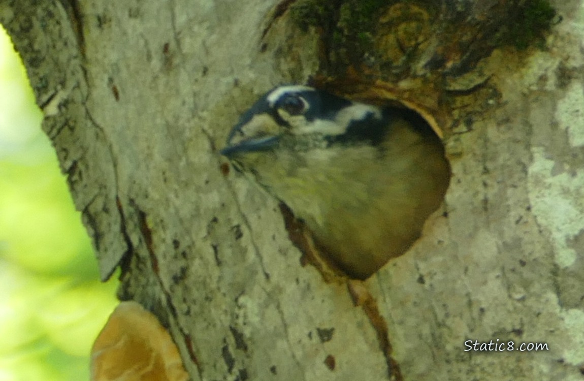 Downy Woodpecker looking out from the nest hole