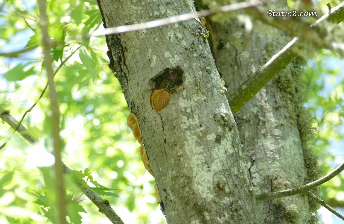 Downy Woodpecker nest hole in the trunk of a tree