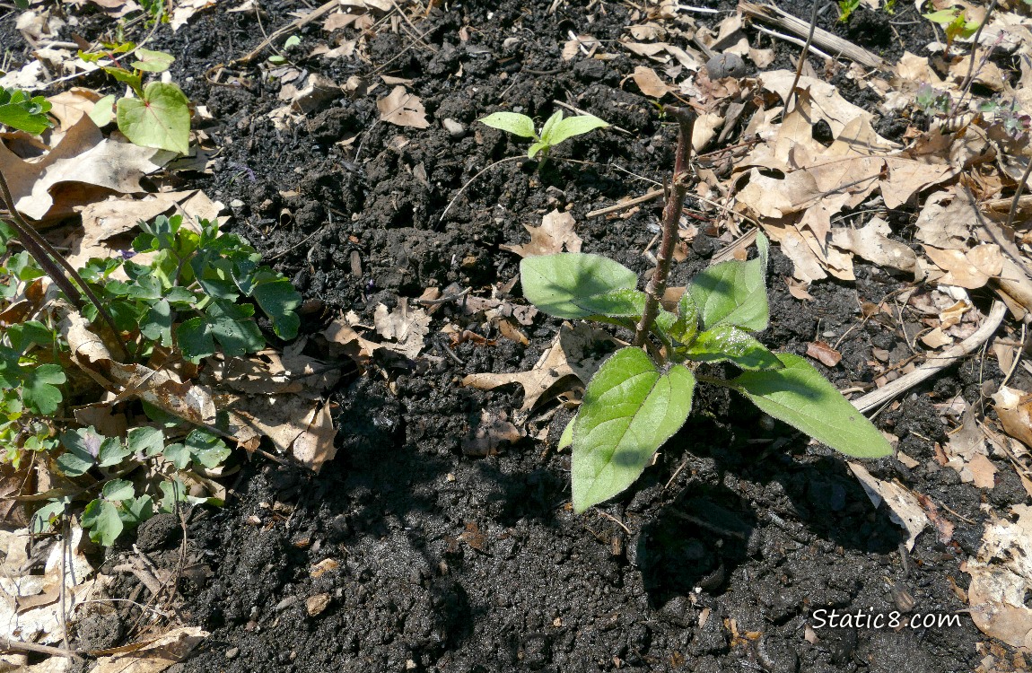 Sunflower plants growin in the dirt
