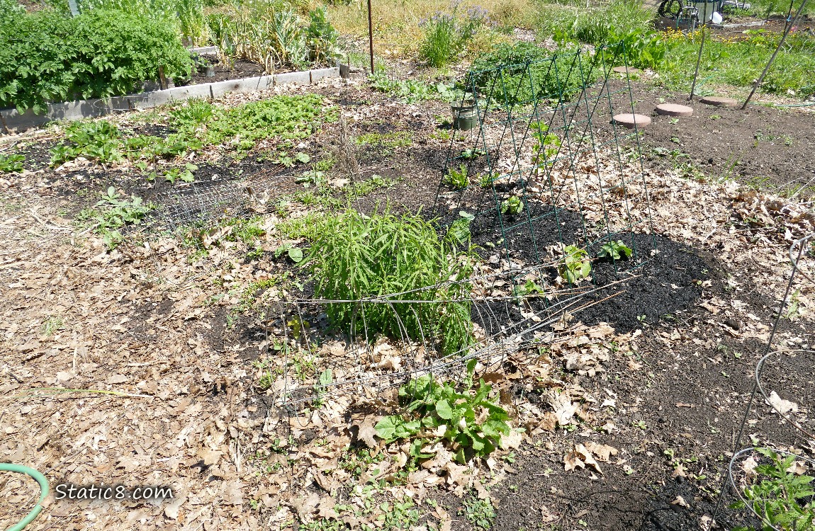 Garden plot