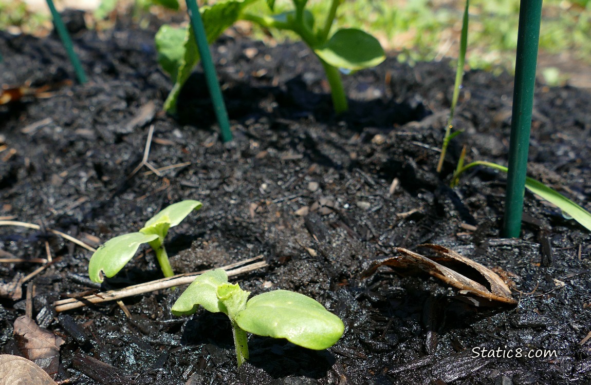Cucumber seedlings growing in the dirt