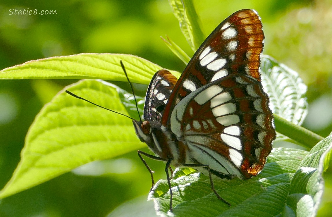 Lorquin Admiral Butterfly standing on a green leaf