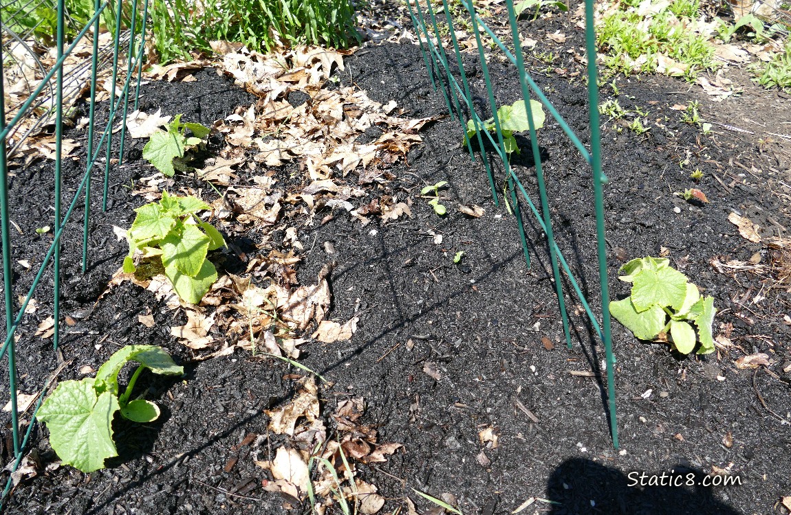 Small Cucumber plants under a green wire trellis