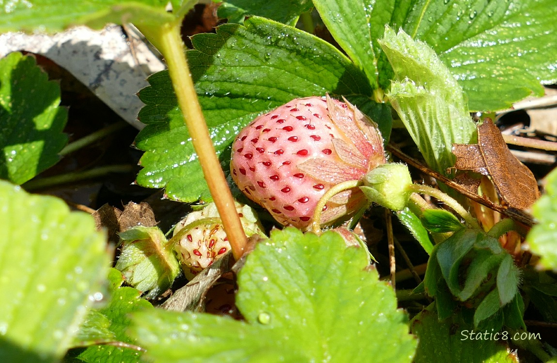Pink strawberry fruit surrounded by green leaves
