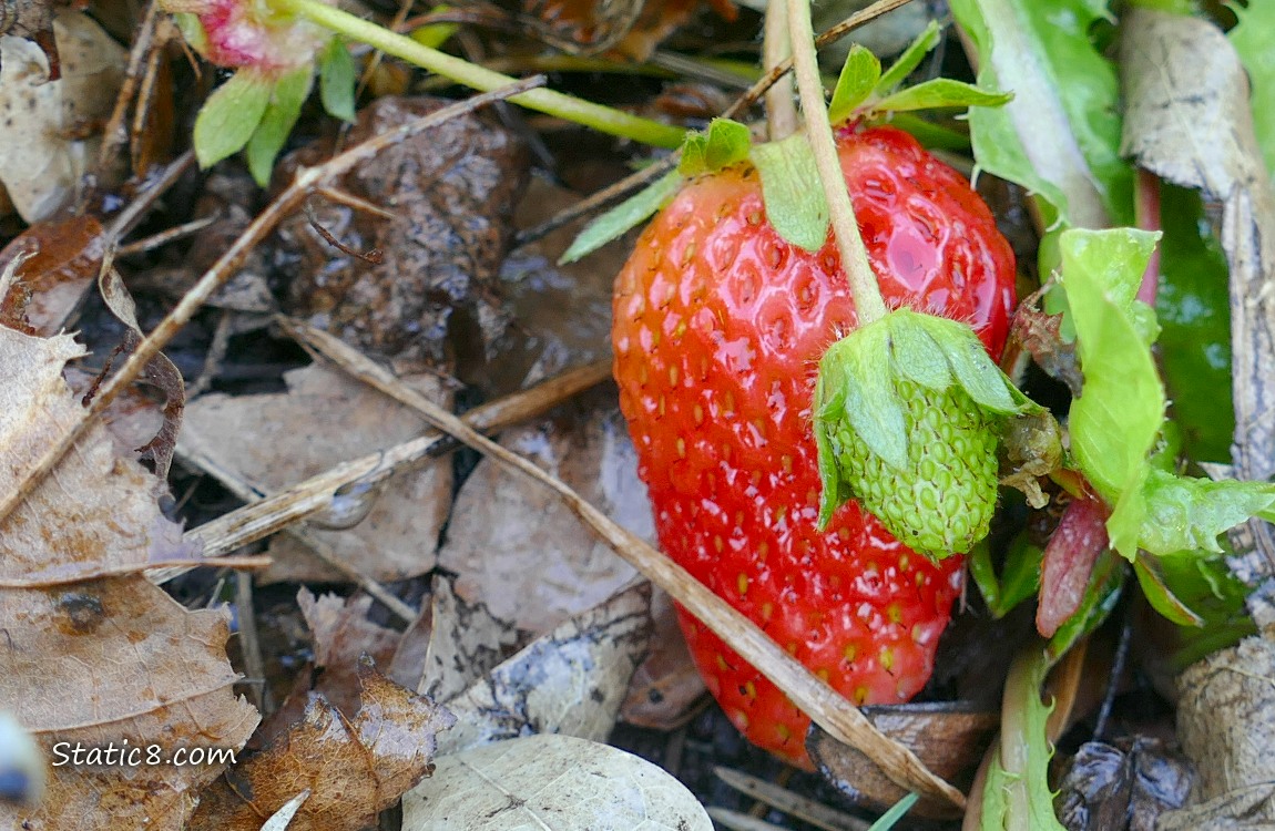 Ripening Strawberry fruits